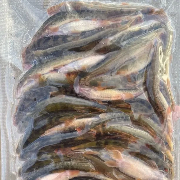 东北冷水花泥鳅顺丰包邮到手保鲜