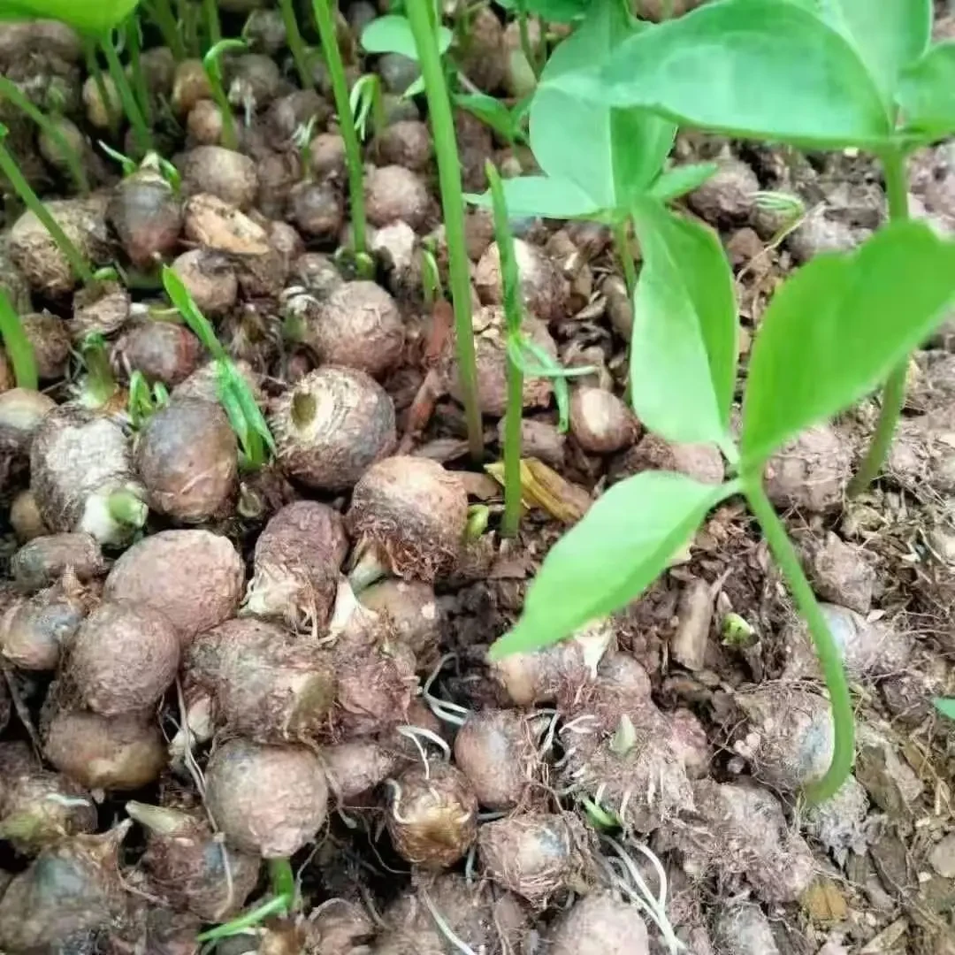 【5斤试种】推广型半夏种籽当年种当年收半夏出苗率高