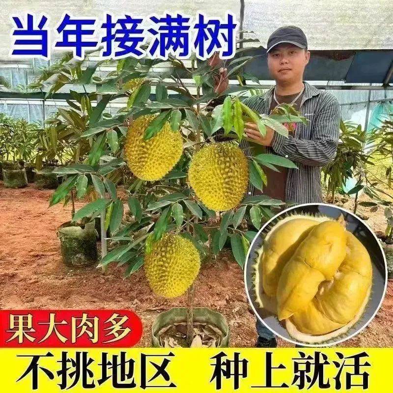 榴莲树苗四季泰国金枕头猫山王榴莲苗盆栽地栽南方可种植
