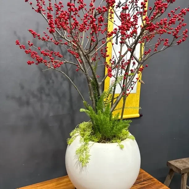 北美冬青带红果绿植盆栽适合阳台庭院室内外耐寒年宵花种植