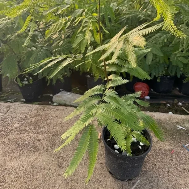 密叶猴耳环室内盆栽耐阴可长成大树的网红绿植