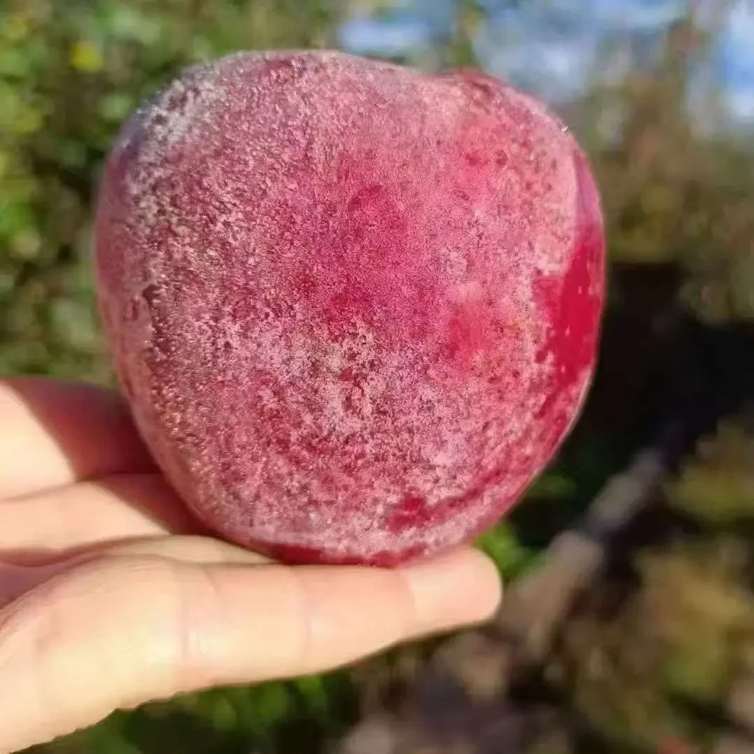 四川大凉山盐源冰糖心丑苹果脆甜多汁现摘现发原产地自产-大果