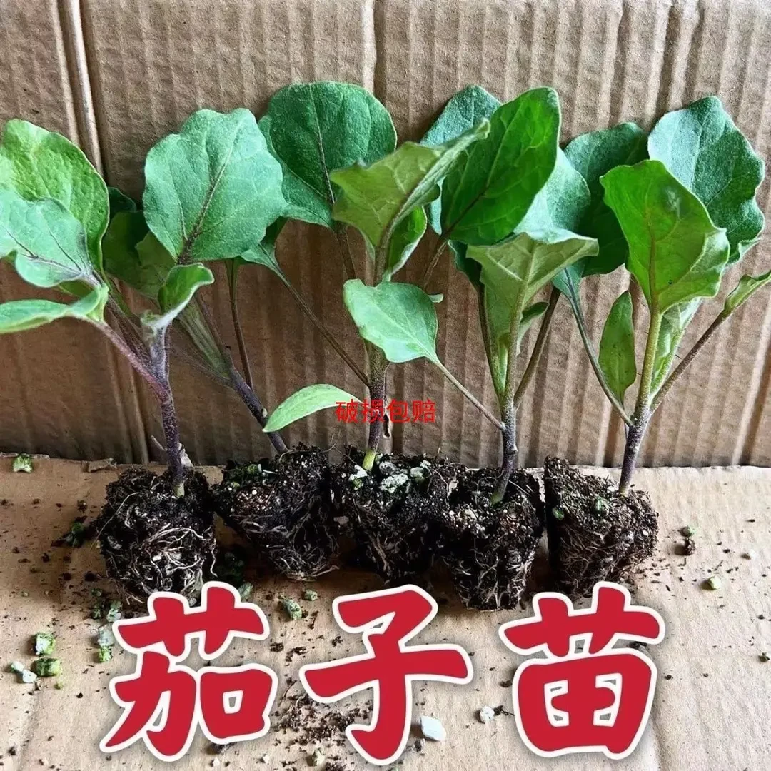 紫长茄秧苗带土发货高产室内阳台露天种植四季新鲜茄子秧苗杭茄苗