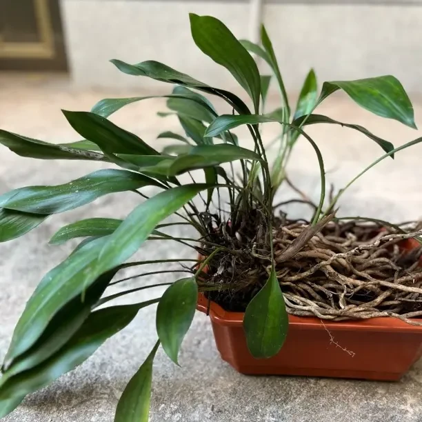 墨兰浓香兰花苗四季开花室内好养易活绿植花卉盆栽