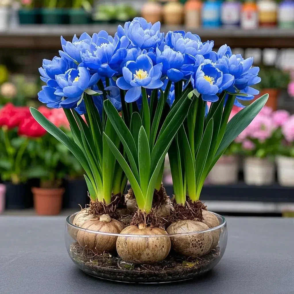 【春季爆款】水培兰花球新品大花浓香室内外四季耐寒热花卉好养活