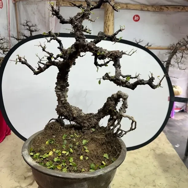 13号盆景老桩（一物一拍以直播间扣号为准）