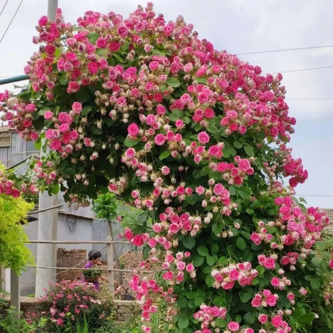 胭脂扣藤本月季花苗春季爬藤阳台庭院栽培盆栽多头花多季开花