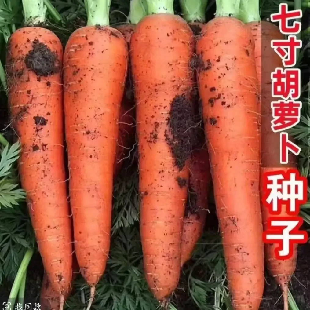 三红五寸参胡萝卜种子三寸胡萝卜种子甜脆胡萝卜四季种植阳台小院