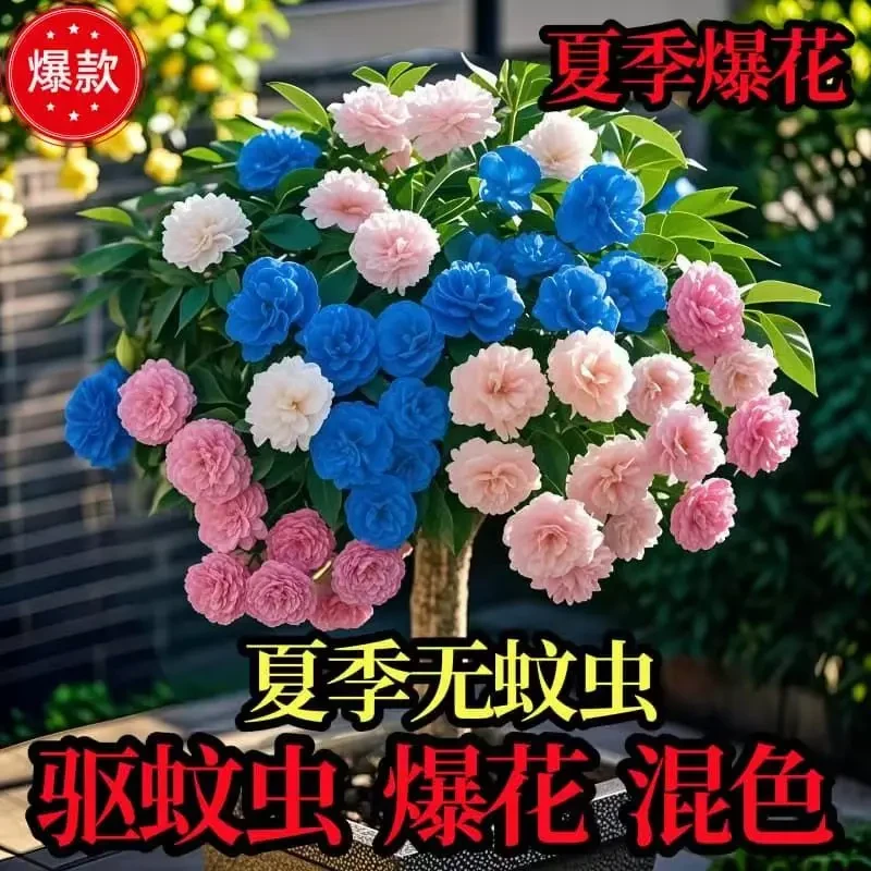浓香新品七叶驱蚊花树多色四季开花室内室外盆栽耐寒爆花植物花卉
