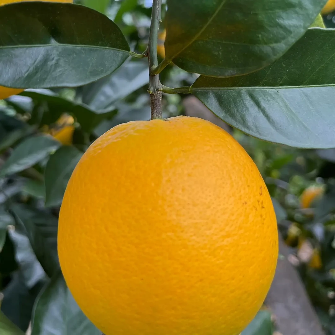 正宗赣南脐橙新鲜采摘香甜爆汁当季水果产地直发