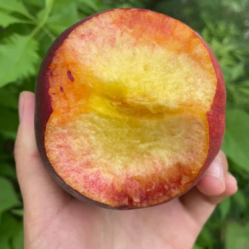 黑桃皇后果树苗嫁接果树苗南方北方特大庭院地栽阳台盆栽当年结果