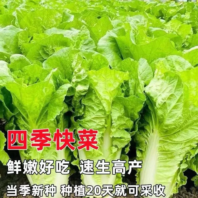 【满5包包邮】四季速生快菜四季奶油鲜嫩阳台易播耐热抗病蔬菜种子