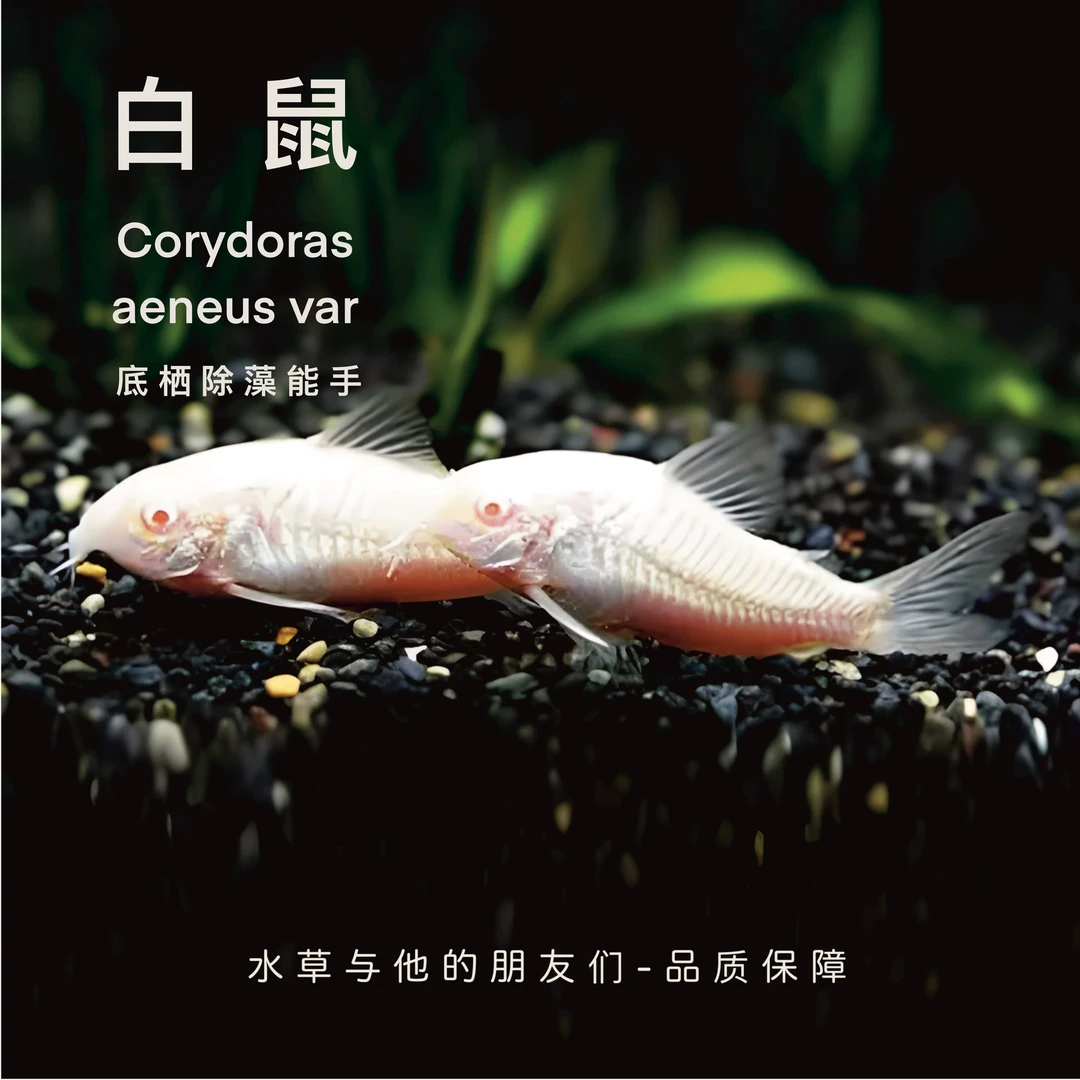 白鼠仙子白玉鼠观赏工具鱼高鳍白老鼠吃残渣粪便清洁除藻活体鱼