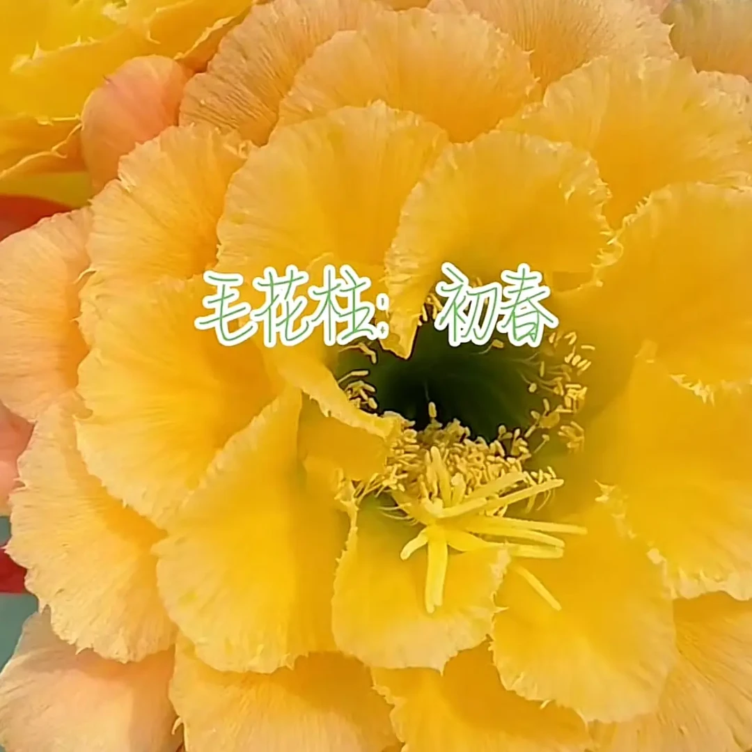 仙人球【初春】新品开大花毛花柱品种室内绿植盆栽观花防辐射易开花