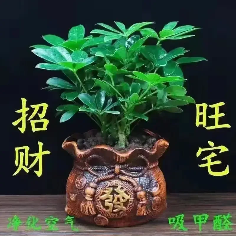 鸭脚木八方来财盆栽七叶莲室内花卉绿植四季常青净化空气招财植物
