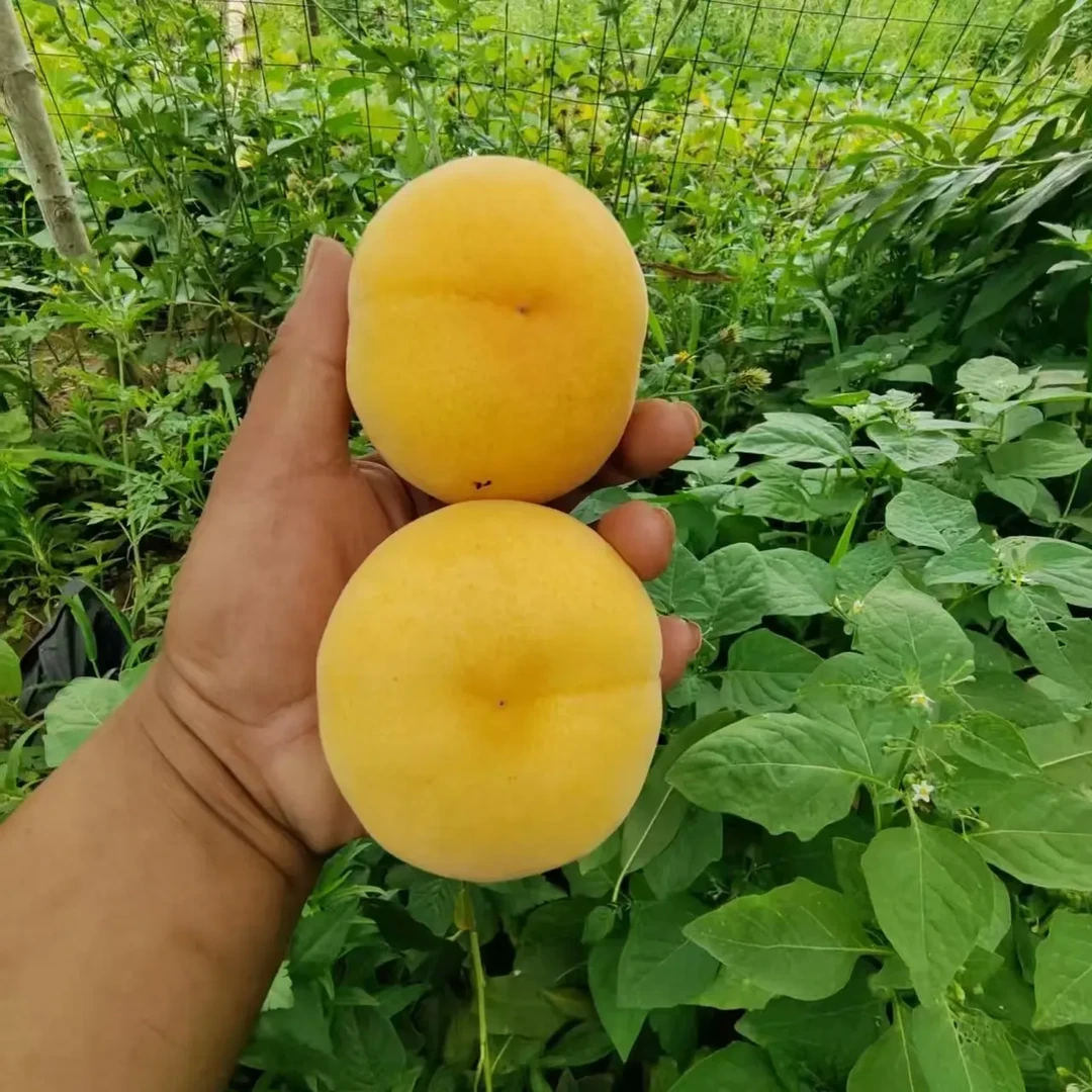 黄金超甜六月中旬成熟桃树苗，抗寒性好特别适合北方种植 顺丰包邮