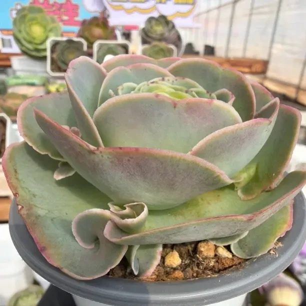 190多肉植物盆栽室内外好养