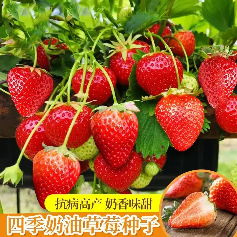 草莓种子四季播种白草莓种籽子阳台盆栽蔬菜庭院室外水果蔬菜种子