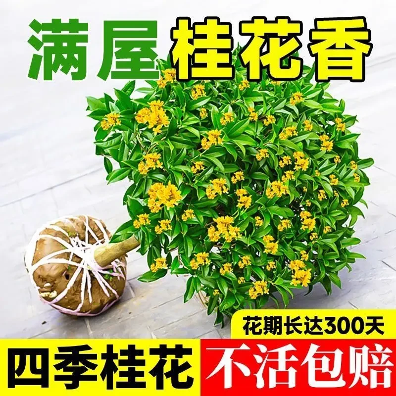 【可食用】正宗四季桂花盆栽月月桂花树浓香型绿植室内四季好养