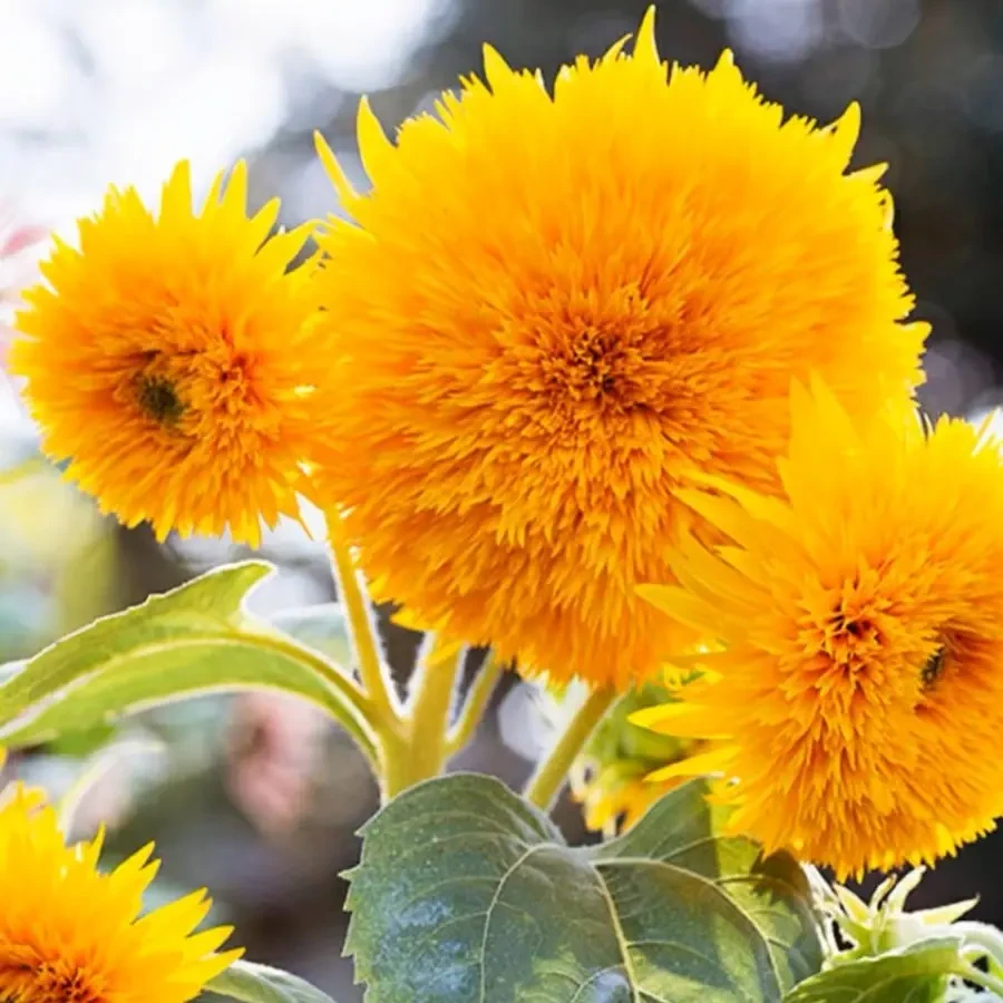 玩具熊向日葵种子观赏矮向花阳台盆栽春夏秋四季播籽花卉食用.