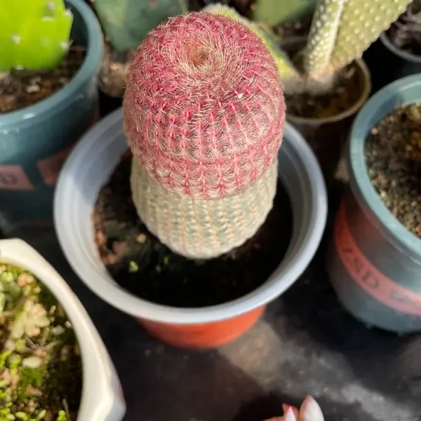 精品会开花的红太阳仙人球室内美观好养活多肉盆栽