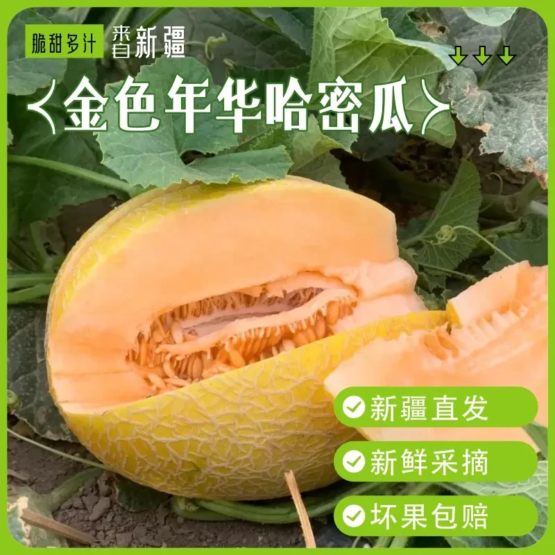 新疆吐鲁番火焰山金色年华哈密瓜20年前的味道