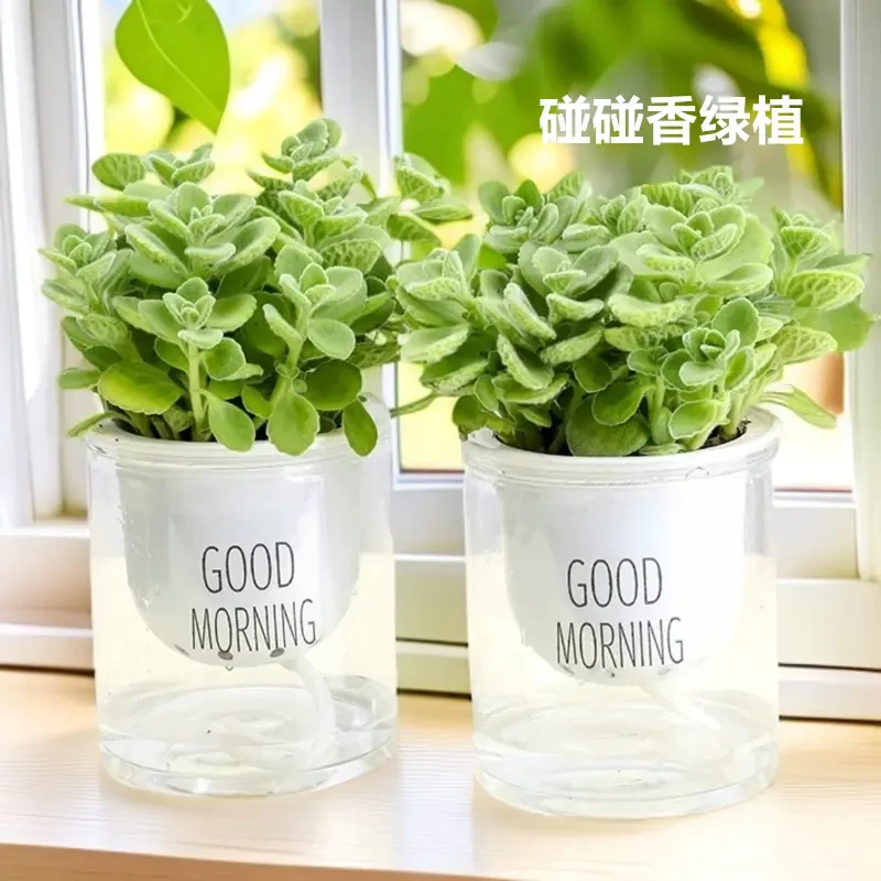 碰碰香花卉植物一抹香可食用吉祥盆栽室内好养易活净化空气除异味