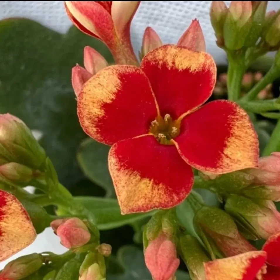 长寿花（平安夜）120盆  单瓣精品