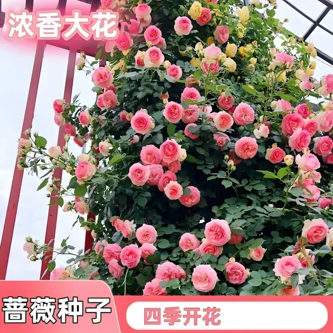 爬藤蔷薇花种子家庭阳台小院四季播种花海打造