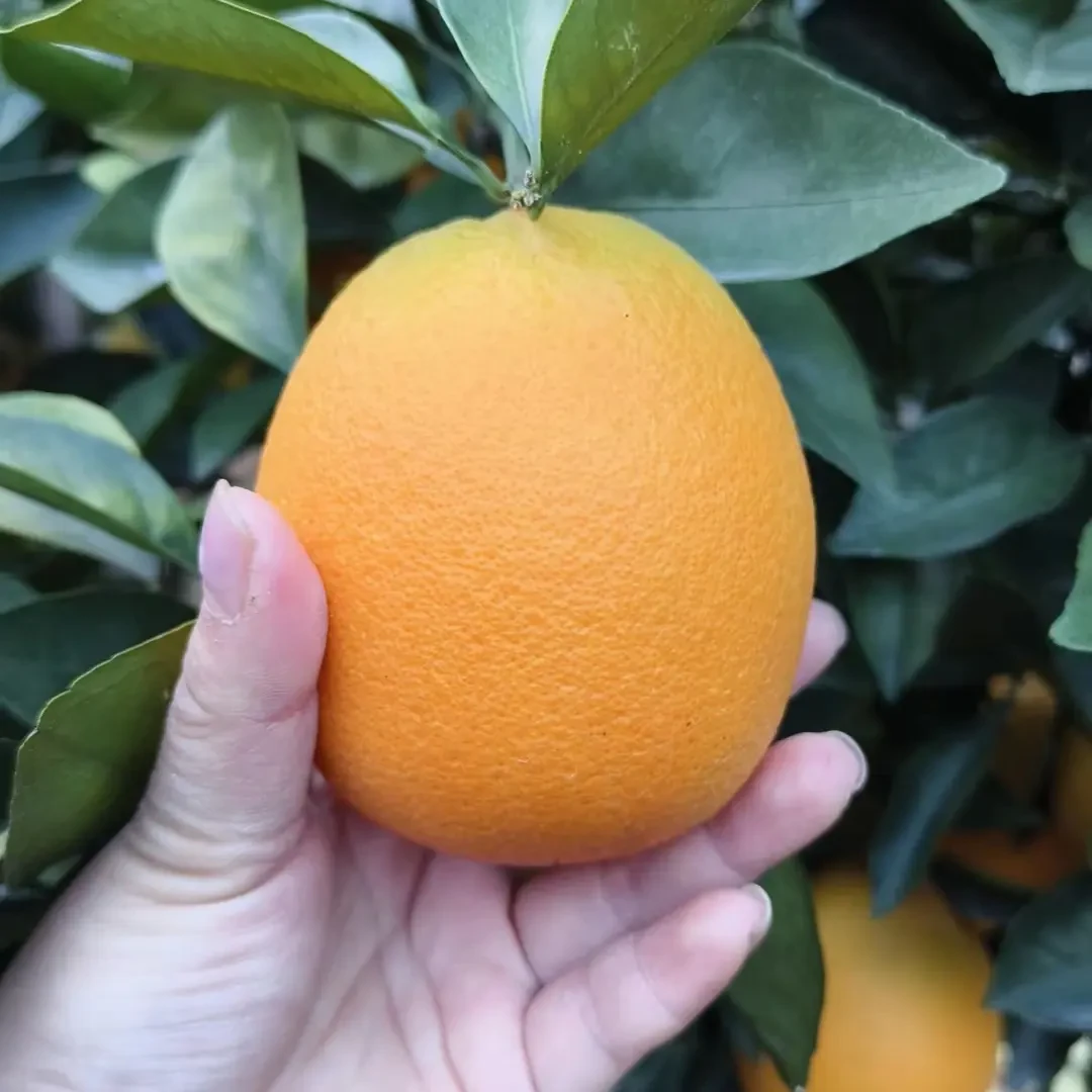 赣南脐橙新鲜现摘水果产地直发防虫网种植不打蜡不催熟不打甜蜜蜜