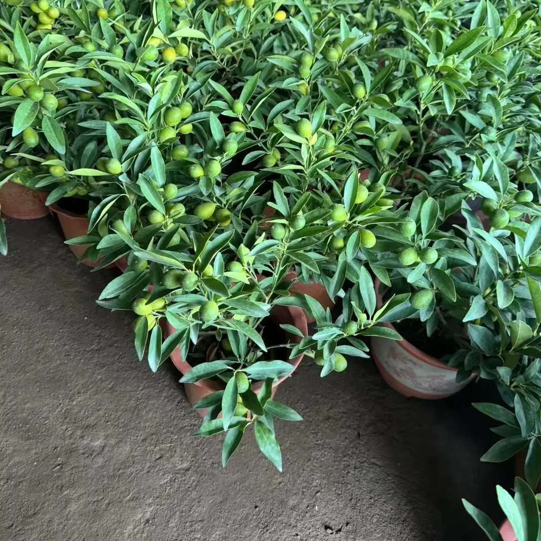 福豆盆景福建造景小盆栽室内外阳台庭院绿植物花卉