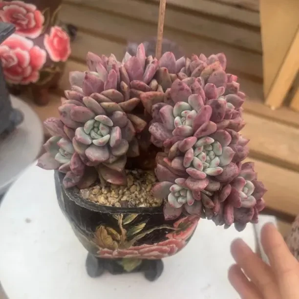 精品老桩多肉植物好养易活适合室内净化空气