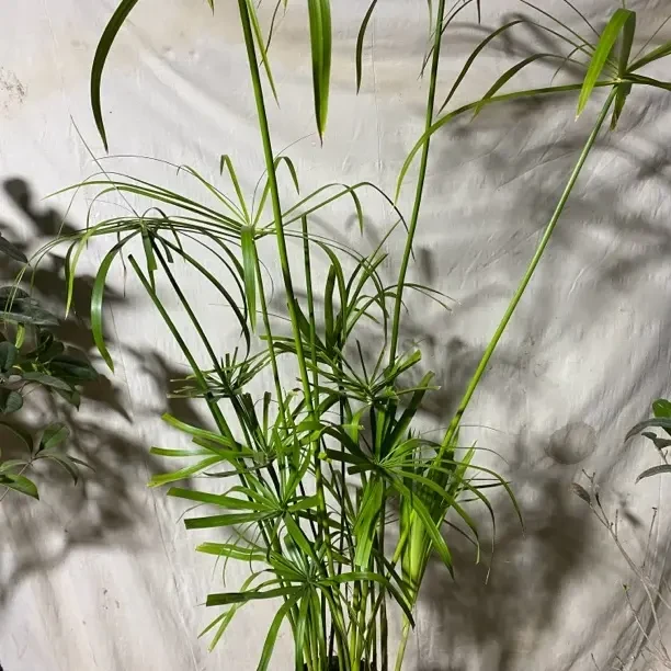 水竹盆栽风车草旱伞草室内外水生植物可用于水池造景四季常青
