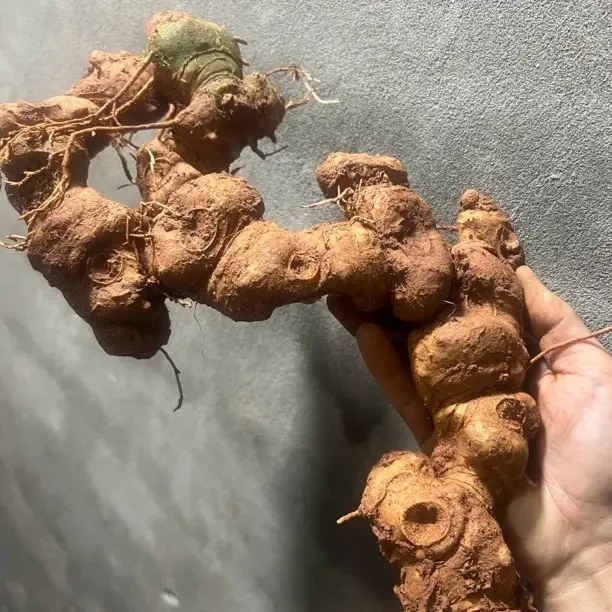 新鲜 L/虎/姜/猫儿姜/四川猫猫姜