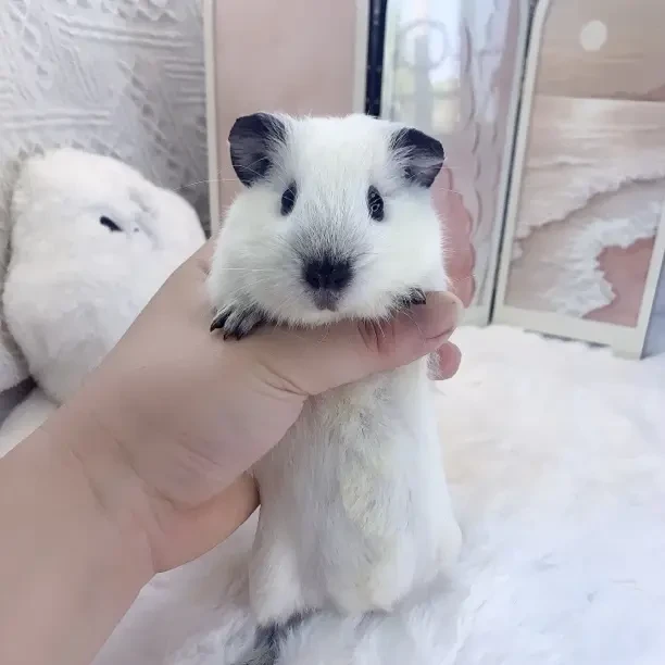 白加州荷兰猪弟弟