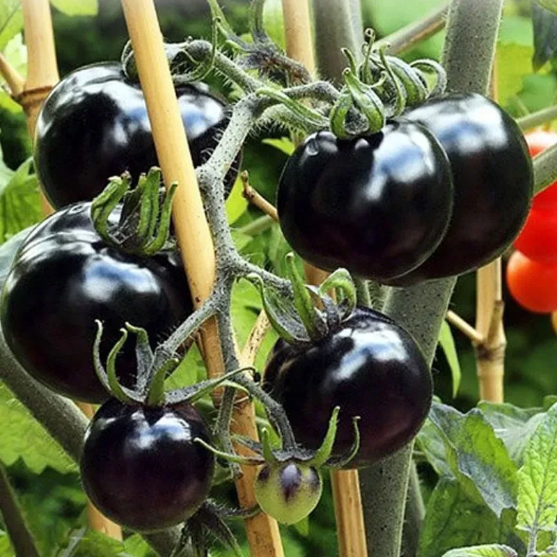 糖水黑番茄黑西红柿四季小番茄耐热耐寒阳台盆栽蔬菜种子庭院蔬菜