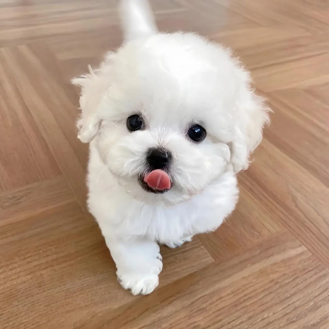 比熊宠物狗狗可爱小型犬白色长毛健康家养幼崽