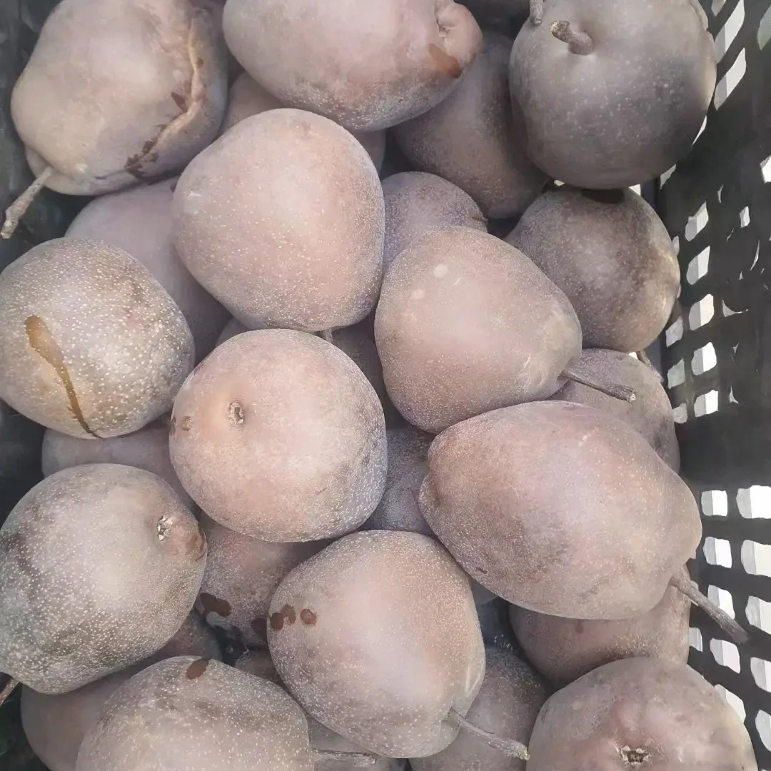 柠波梨什川古梨园甘肃省外顺丰包邮