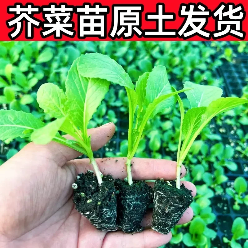 本地芥菜秧苗带土甜客家包心大叶宽帮青菜苗老品种水东酸菜籽四季