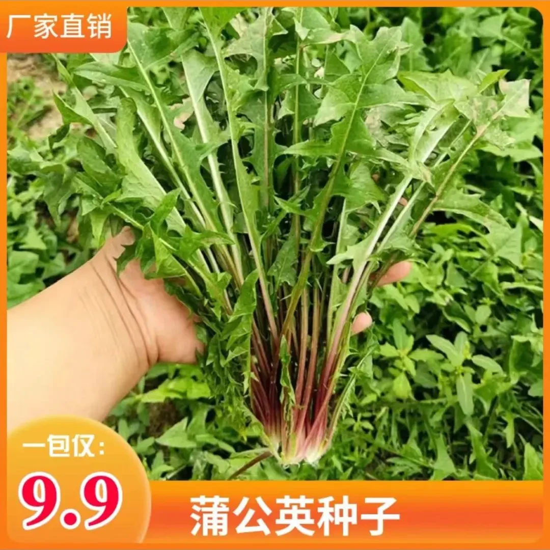 蒲公英种子婆婆丁种子野菜种子多年生阳台小院播种露地