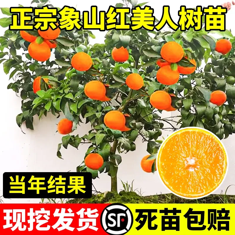 正宗象山红美人树苗爱媛28号38号柑桔无核橘子苗嫁接桔子树苗带土