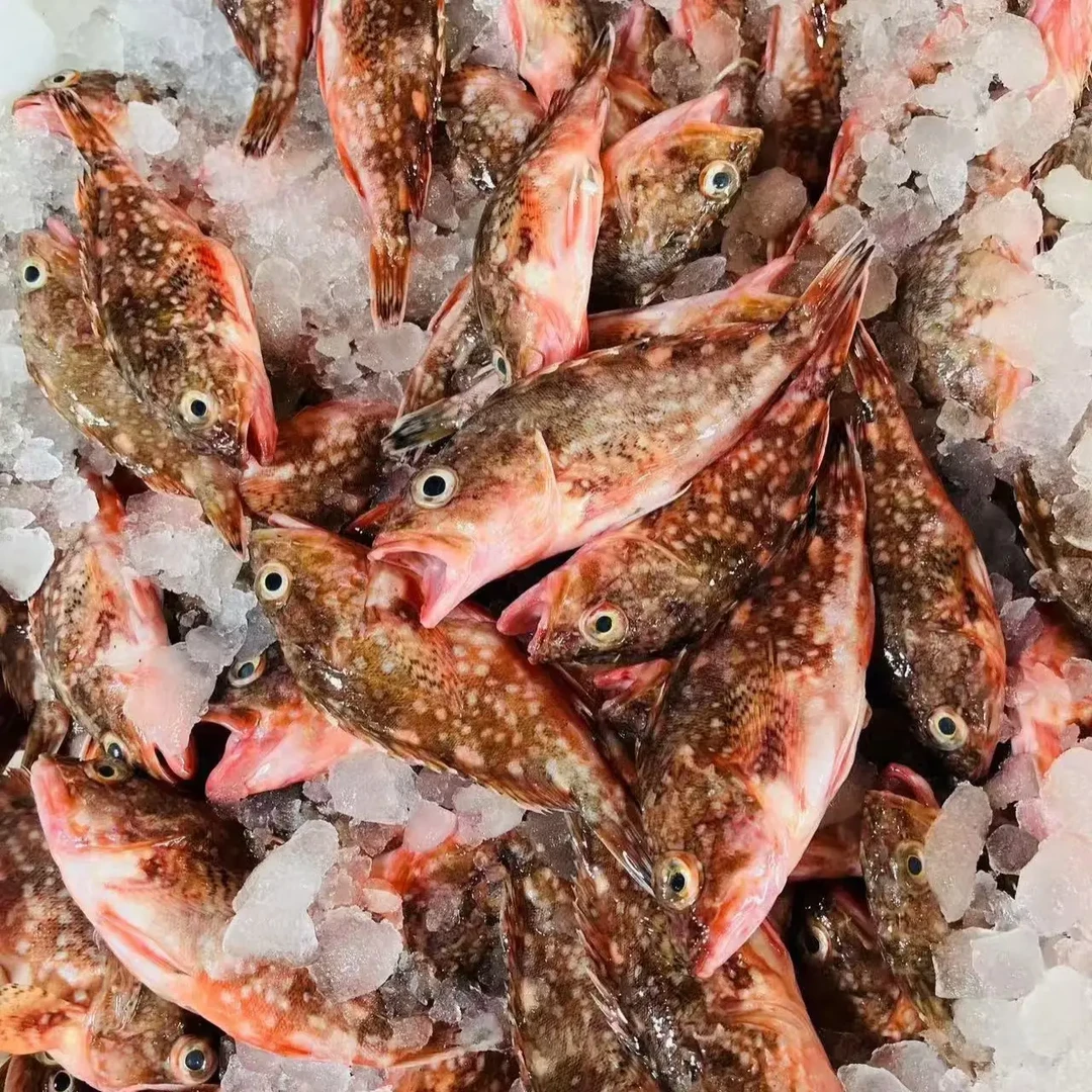 【十九公3斤】东海野生十九公新鲜海鲜海捕十九公东海野生顺丰包邮