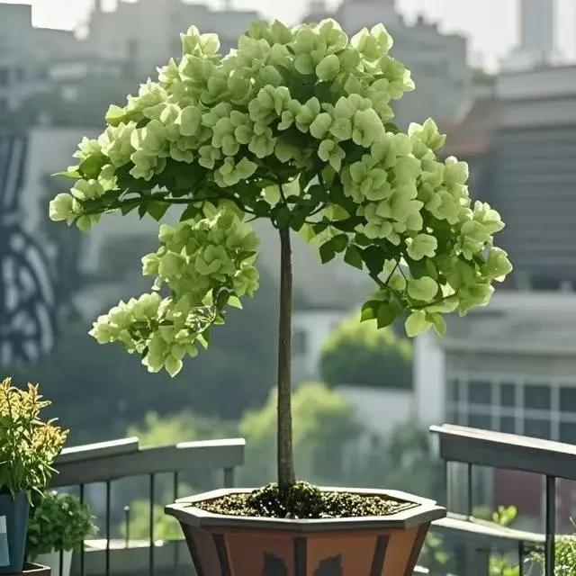 【四季爆花】新品三角梅多色阳台盆栽老庄耐热四季好养绿植庭院