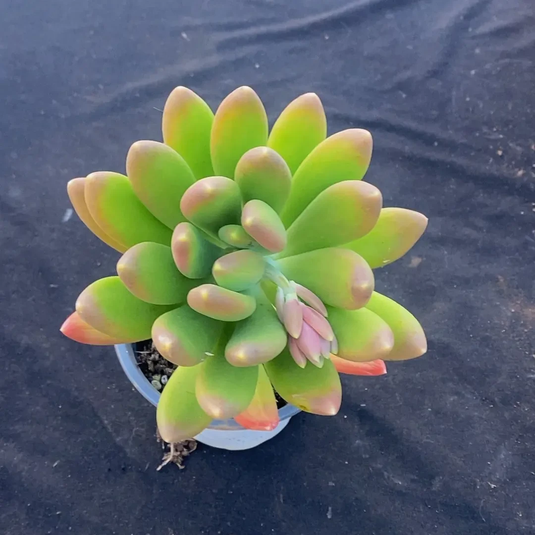 金蝉3单包邮带盆土发多肉植物