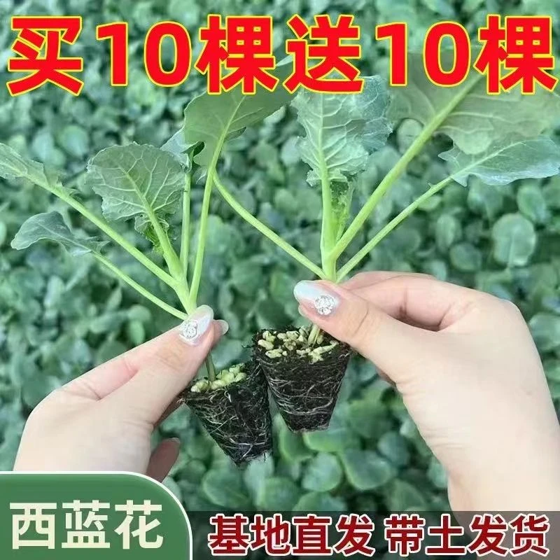正宗西兰花苗有机松花菜苗西蓝花苗青梗松花菜大苗秋冬蔬菜苗批发