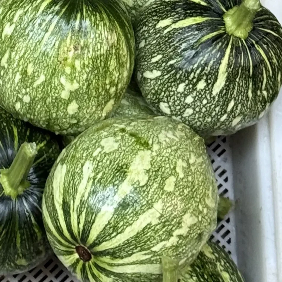 湖南嫩南瓜粉面香甜适合当季食用