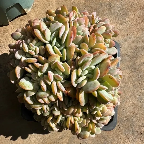 白凤缀化有断枝瑕疵直播已说明