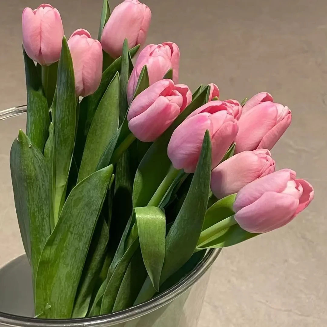 阿芙可郁金香基地直发鲜切花水陪花