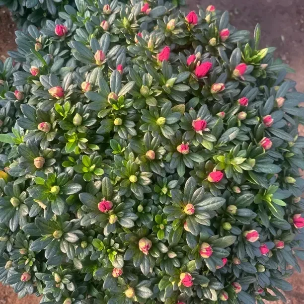 带花苞杜鹃花盆栽室内外四季开花好养易活花卉绿植