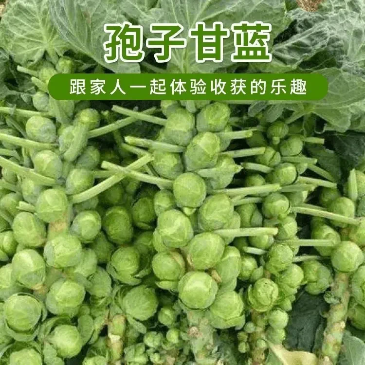 孢子甘蓝种子孢子甘蓝菜子甘兰小包菜阳台庭院盆栽四季播种蔬菜